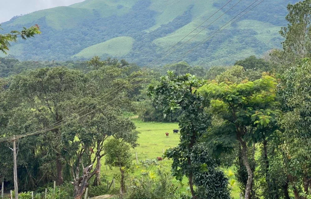 Top Location Insights for Choosing Stay in Mudigere Region at Nysiri Homestay