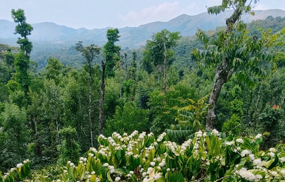 Key factors to evaluate before booking homestay rooms in Chikkamagaluru at Nysiri Homestay